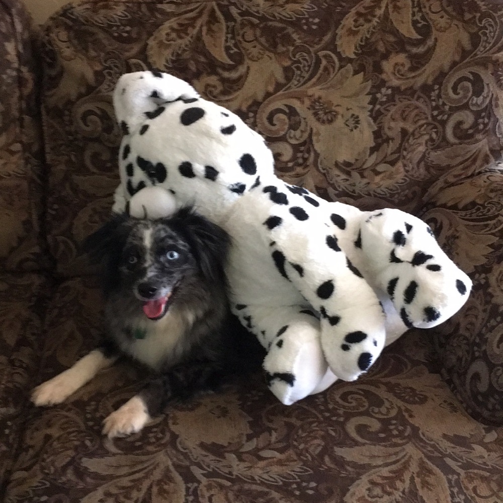 Stuffed animal 🐾